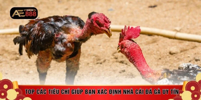 Top các tiêu chí giúp bạn xác định nhà cái đá gà uy tín